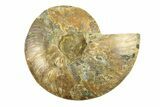 Cut & Polished Ammonite Fossil (Half) - Madagascar #296447-1